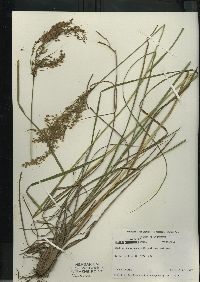 Scirpus atrocinctus image