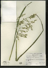 Glyceria canadensis image