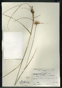 Eriophorum virginicum image