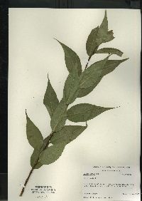 Salix lucida image