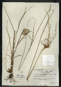 Eriophorum virginicum image