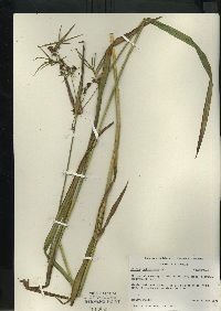 Scirpus hattorianus image