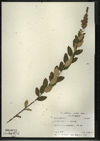 Spiraea tomentosa image