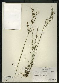 Juncus brevicaudatus image