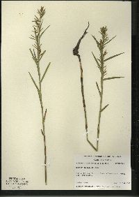 Dulichium arundinaceum var. arundinaceum image