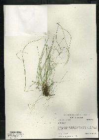 Carex leptalea subsp. leptalea image