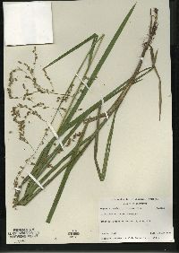 Glyceria canadensis image