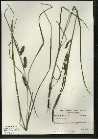 Carex tuckermanii image