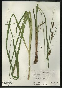 Carex lacustris image
