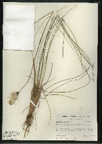 Eriophorum vaginatum image