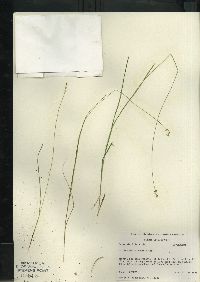 Carex sterilis image