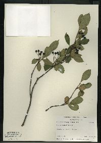 Aronia melanocarpa image