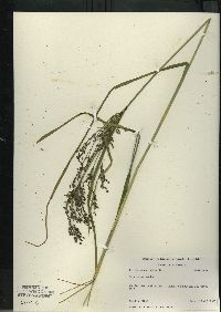 Scirpus atrocinctus image