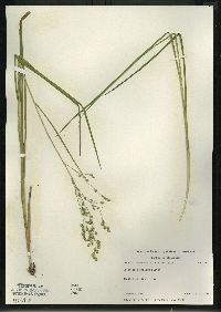 Glyceria canadensis image