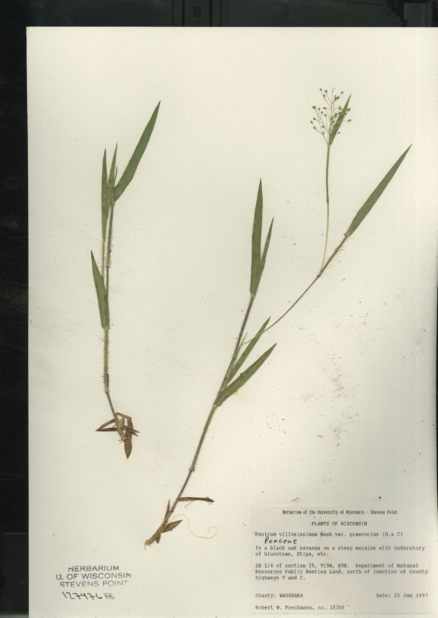 Dichanthelium villosissimum var. praecocius image