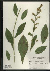 Solidago patula var. patula image