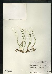 Carex disperma image