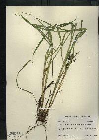 Carex stipata var. stipata image