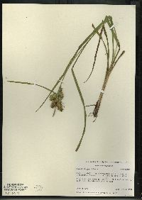 Carex retrorsa image