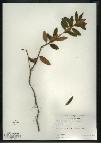 Rhododendron groenlandicum image