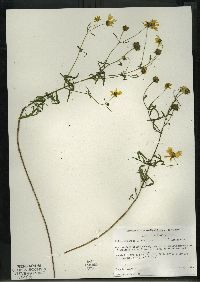 Bidens trichosperma image