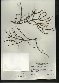 Picea mariana image