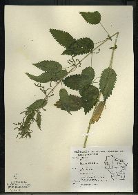 Urtica gracilis image