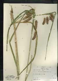 Carex comosa image