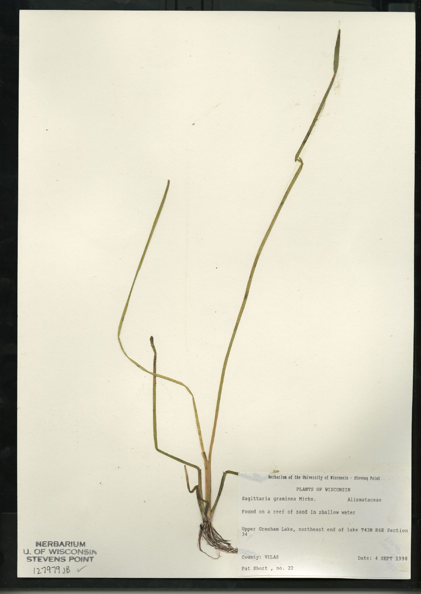 Sagittaria graminea subsp. graminea image
