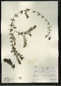 Ceratophyllum demersum image