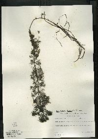 Bidens beckii image