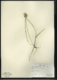 Cyperus erythrorhizos image