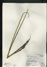 Equisetum fluviatile image