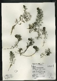 Bidens beckii image