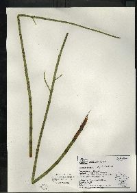 Equisetum fluviatile image