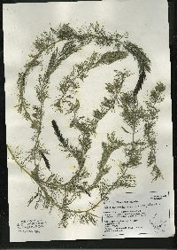 Myriophyllum sibiricum image