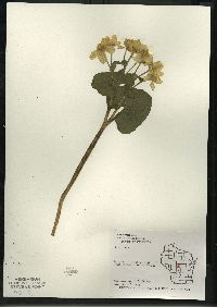 Caltha palustris image