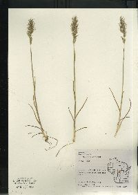 Poa bulbosa image