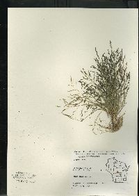 Eragrostis pectinacea var. pectinacea image