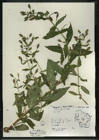 Mimulus ringens var. ringens image