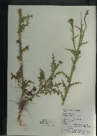 Cirsium palustre image