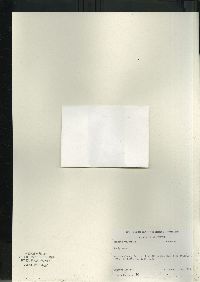 Hordeum vulgare image