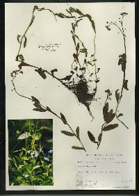 Myosotis scorpioides image