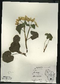 Caltha palustris image