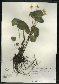 Caltha palustris image