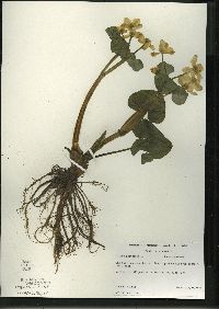 Caltha palustris image