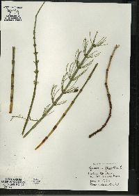 Equisetum fluviatile image