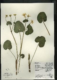 Caltha palustris image