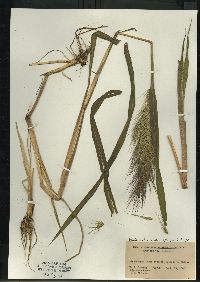 Echinochloa walteri image