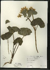 Caltha palustris image